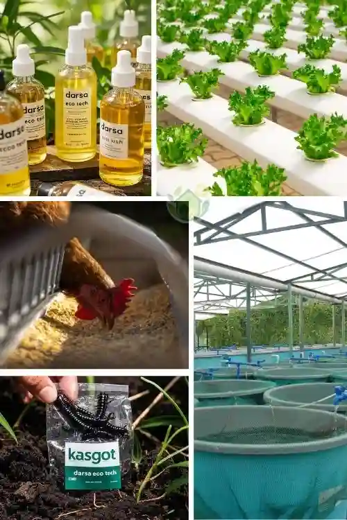 Bisnis Maggot Indonesia | Usaha Menguntungkan dari Sampah Organik