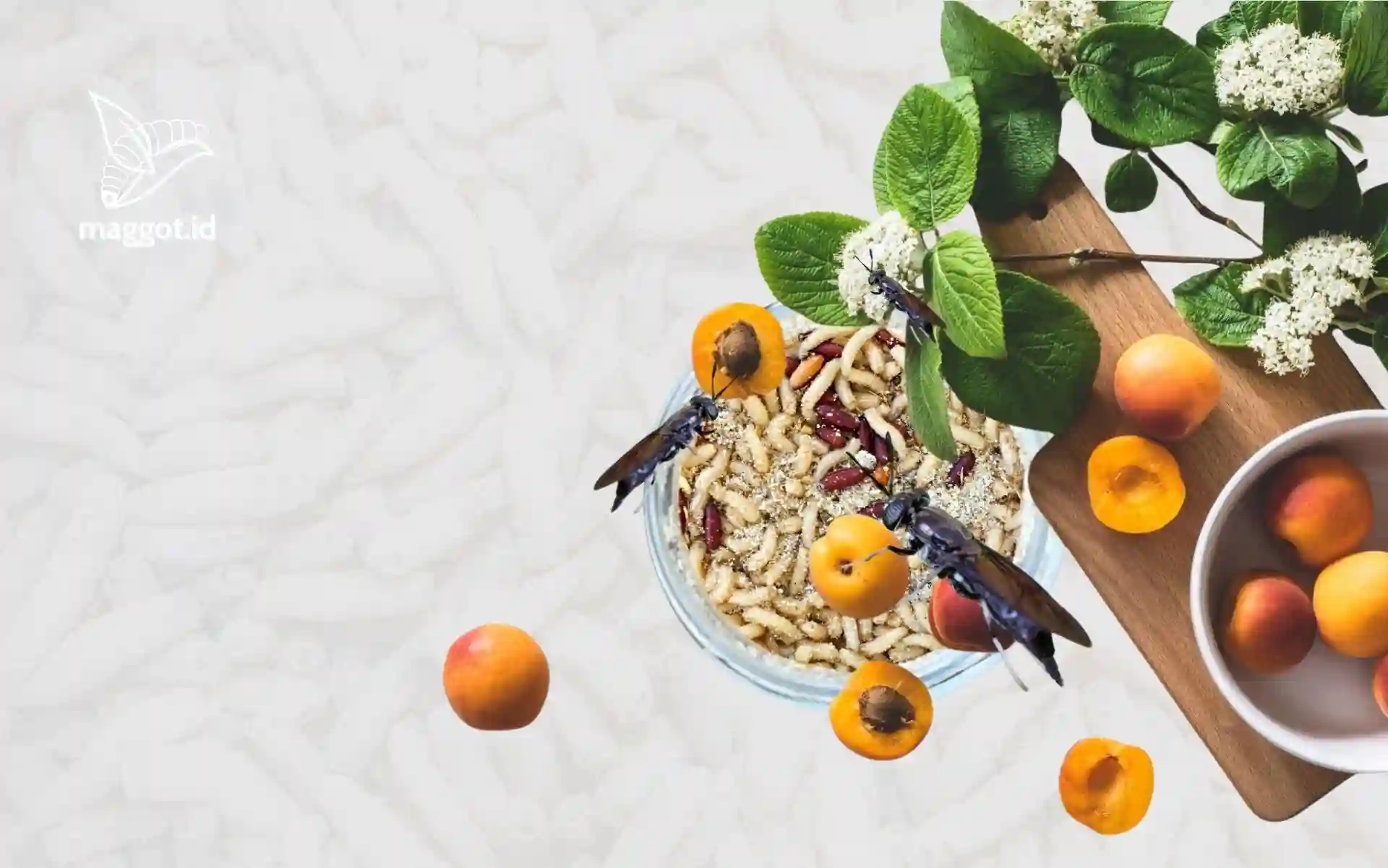 bisnis maggot indonesia, studi kelayakan bisnis maggot