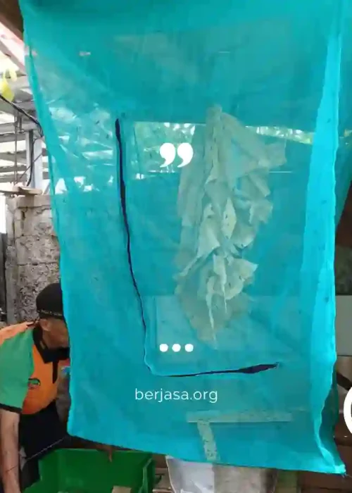 bisnis maggot, bisnis maggot dari rumah