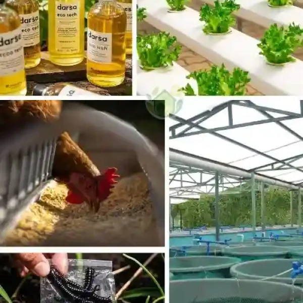 Bisnis Maggot Indonesia | Usaha Menguntungkan dari Sampah Organik