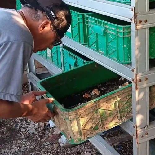 bisnis maggot dari rumah